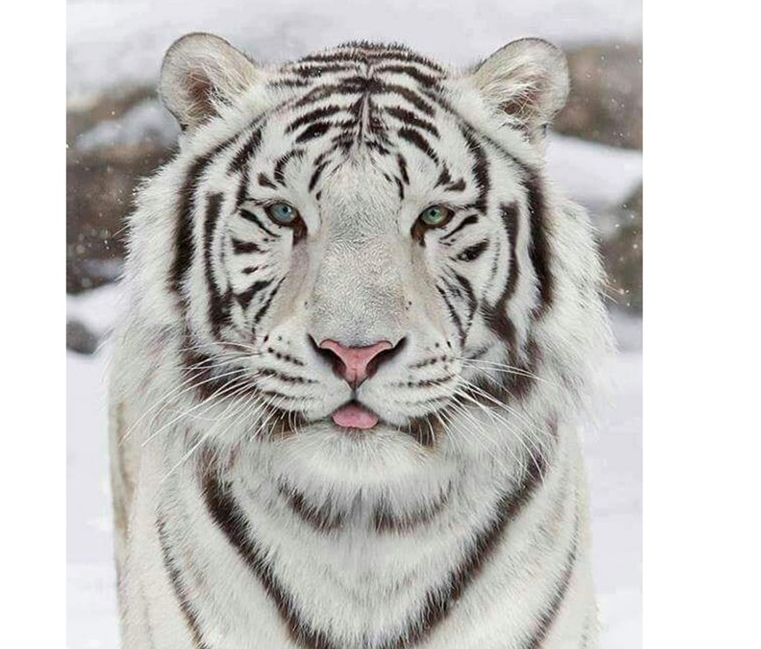 5D DIY Diamond Painting "White Tiger" Home Decor
