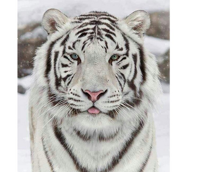 5D DIY Diamond Painting "White Tiger" Home Decor
