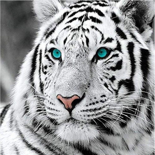 5D DIY Diamond Painting "White Tiger" Home Decor