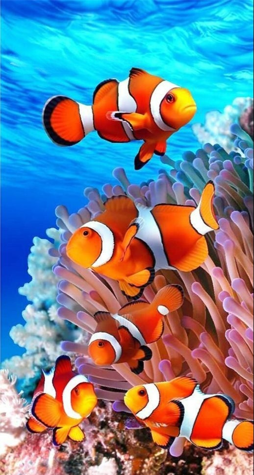 Clownfish Diamond Painting Home Decor Art